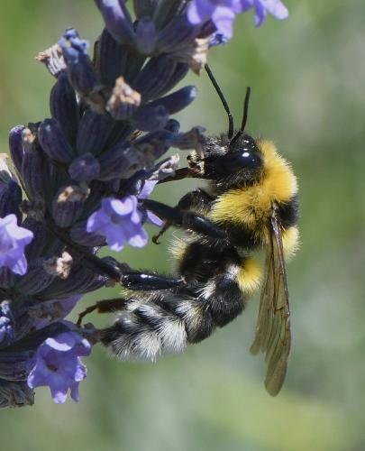 Bombus sp.